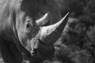 南非犀牛盜獵　史上最嚴重
