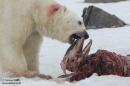 Polar Bears Now Eat Dolphins, Thanks to Global Warming