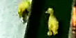 Baby ducks love a good slide (Screen)