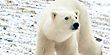 Climate change driving polar bears into town (GMA)
