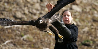 Rescued young bald eagles released into wild  (AP Photo/Daily Herald, Brian Hill)