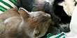 Kitten gives baby goat a bath (Purina)