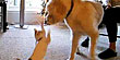 Feisty kitten isn't afraid of big dog (BCN)