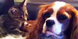 Pooch gets relaxing massage from kitten (Purina)