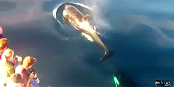 Rarely seen orcas off California coast (GMA)