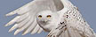 Snowy owl. (Reuters)