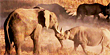 Elephant and rhinos have a showdown (Purina)