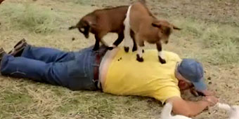 Goats massage farmer's back (Butterfinger)