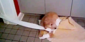 Puppy takes potty-training to new level (Purina)