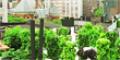 NYC looks to rooftops for urban farming (Fox)