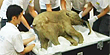 Ancient baby woolly mammoth on display (Fox News)