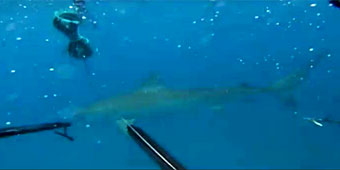 Divers' close call with 12-foot tiger shark (KITV)