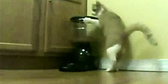 Cat body-slams dispenser for treats (Purina)
