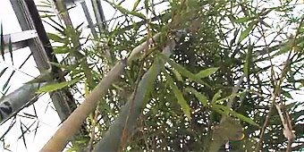 Giant bamboo a scientific breakthrough (KING 5)