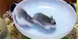 Hamsters take spinning to extremes (Y! Screen / Purina)