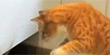Hungry cat searches the house for treats (Y! Screen / Purina)
