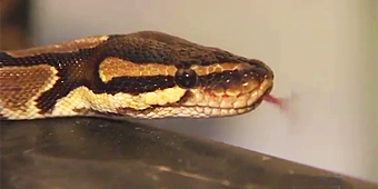 Rescuing reptiles is a labor of love (KHOU)