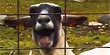 Screaming sheep reacts to a bad day (Purina)