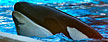 Questions swirl around killer whale's severe wound. (Ingrid Visser/Orca Research Trust)