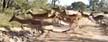 A herd of impala approaches a leopard in waiting (Y! Sports screengrab)