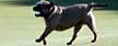 A dog runs off with Paul Casey's ball in his mouth on the 12th green during the second round of The Alfred Dunhill Links Championship at Kingsbarns Golf Links on October 5, 2012 in Kingsbarns, Scotland. (Photo by Ross Kinnaird/Getty Images)