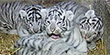 Debut of rare tiger quadruplets (KABC - Los Angeles)