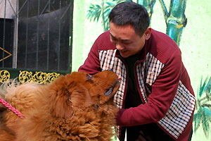 Red Tibet Dog