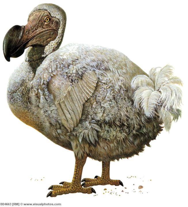 As dead as a dodo'....becauseTheDodo went extinct from the earth in ...