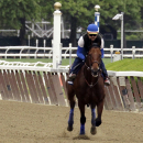 Kentucky Derby and Preakness Stakes winner American Stakes Pharoah, with exercise rider Jorge Alvarez up, gallops around the track at Belmont Park, Friday, June 5, 2015, in Elmont, N.Y. American Pharoah will try for a Triple Crown when he runs in Saturday's 147th running of the Belmont Stakes horse race. (AP Photo/Garry Jones)