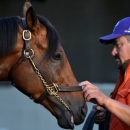May 4, 2016; Louisville, KY, USA; Horse groom Fernel Serrano holds Kentucky Derby hopeful Nyquist while he gets a bath during workouts in advance of the 2016 Kentucky Derby at Churchill Downs. Mandatory Credit: Jamie Rhodes-USA TODAY Sports