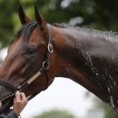 Kentucky Derby and Preakness Stakes winner American Pharoah is bathed following his morning workout at Belmont Park in Elmont, New York, United States June 5, 2015. REUTERS/Shannon Stapleton