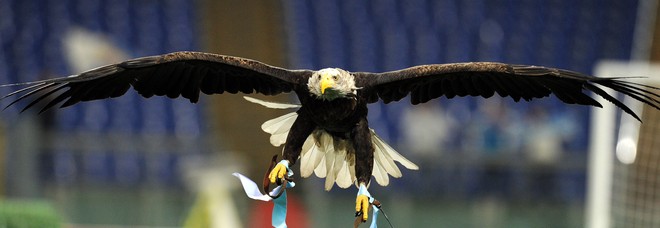 An Eagle, Mascot Of The SS Lazio Rome Flies