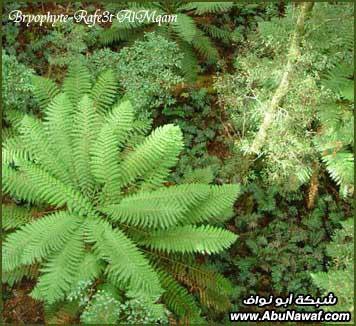 معلومات عن مملكة النباتات AkxvBhzbHHGcggmB