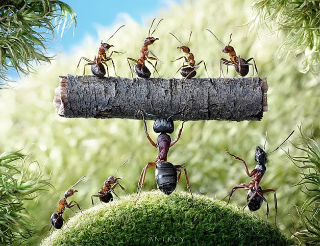 اغرب صور للنمل في وضعيات طريفه Funny-and-strange-ants-photographs+%2818%29
