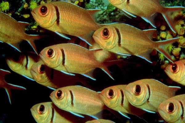 زيت زيتون زيت الجوز زيت السمك  فؤاد جديدة للبصر Fish-oil-benefit