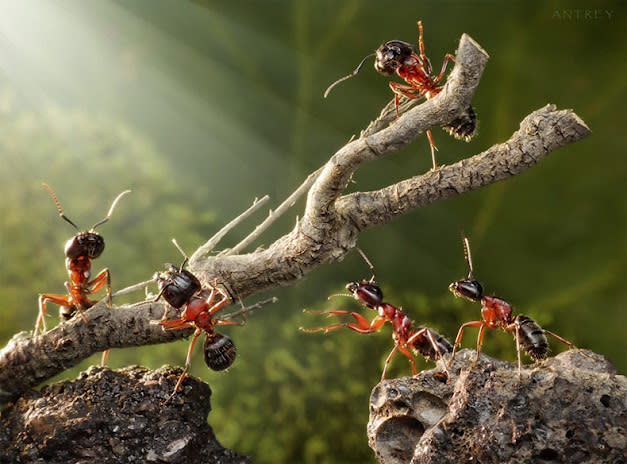اغرب صور للنمل في وضعيات طريفه Funny-and-strange-ants-photographs+%289%29