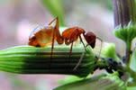 كيف يرزق الله نملة  ؟؟ Ants