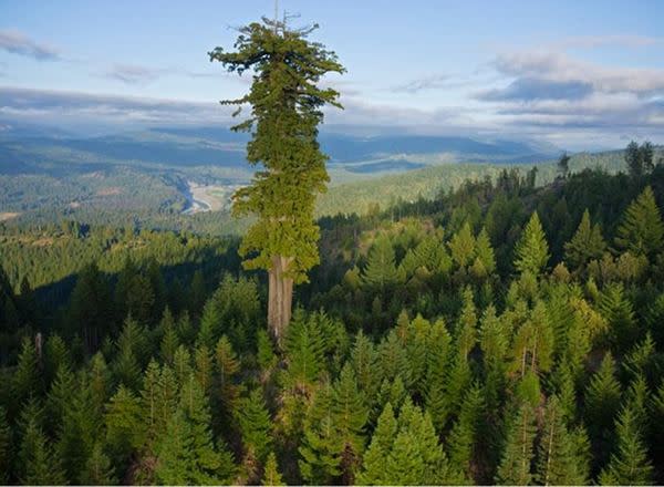 اطول شجرة في العالم.. Tallest-tree1