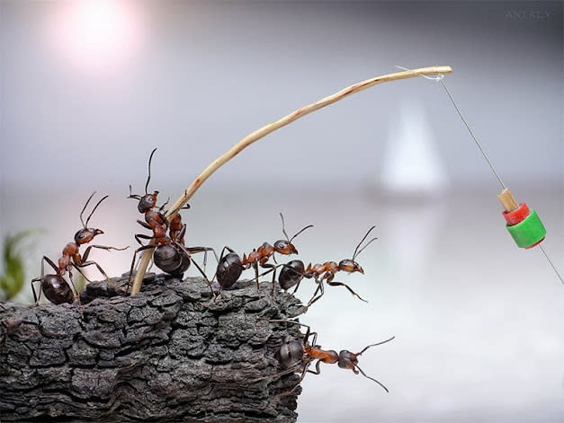 اغرب صور للنمل في وضعيات طريفه Funny-and-strange-ants-photographs+%2820%29