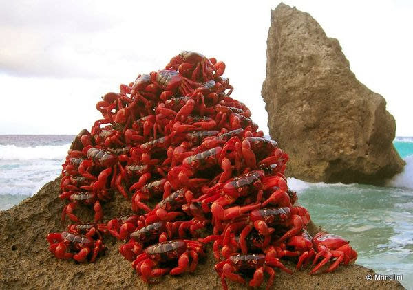 هل شاهدت اسراب الطيوروالحشرات  قبل ذلك ؟؟؟ شاهد هذا الموضوع الرائع  Christmas-island-crab-swarms-migration-explained-crab-pile_25586_600x450