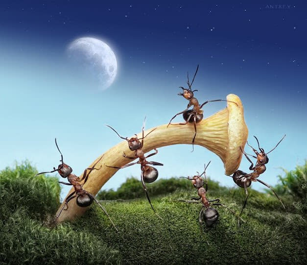غرب صور للنمل في وضعيات طريفه Funny-and-strange-ants-photographs+%283%29