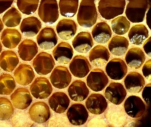  أسرار الشفاء بالعسل : ملف شامل / تفضل بالدخول وسبح بحمد اللطيف الخبير Honey-bee-002