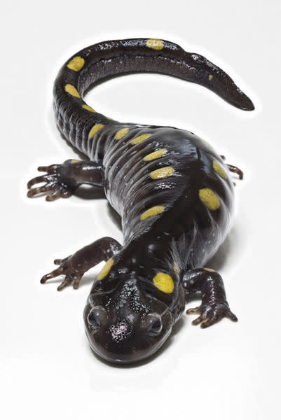 عجائب قدرة الخالق // نبات ينمو في خلايا حيوان  401px-SpottedSalamander