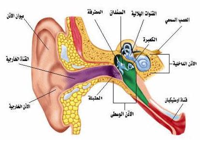 وَهُوَ الَّذِي أَنْشَأَ لَكُمُ السَّمْعَ  12428652305656