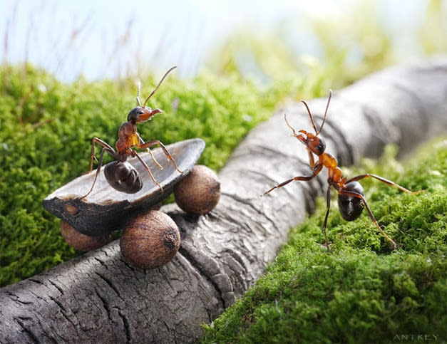 غرب صور للنمل في وضعيات طريفه Funny-and-strange-ants-photographs+%286%29