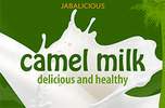 ما هي أهمية التداوي بألبان الإبل؟ Camel-Milk6r