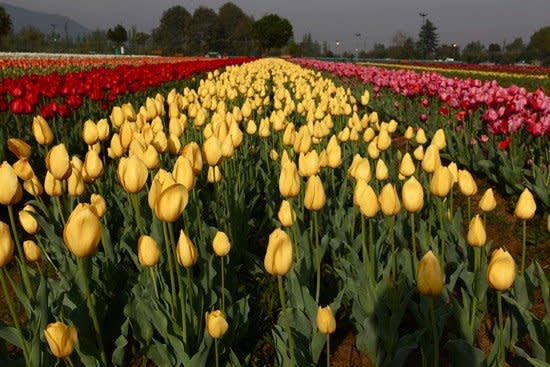 كشــــــــــــــمير  The-tulip-garden-in-srinagar