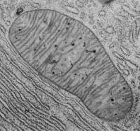 عجائب قدرة الخالق // نبات ينمو في خلايا حيوان  RTEmagicC_mitochondrie_DR_txdam15315_90ecd5