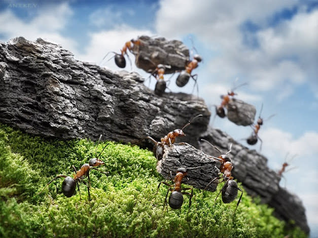 اغرب صور للنمل في وضعيات طريفه Funny-and-strange-ants-photographs+%285%29
