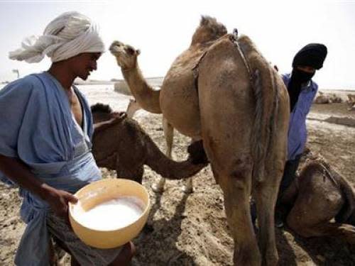 ما هي أهمية التداوي بألبان الإبل؟ Amel-milk-chocolates